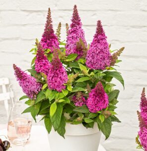Budleja 'Butterfly Candy Little Cerise'
